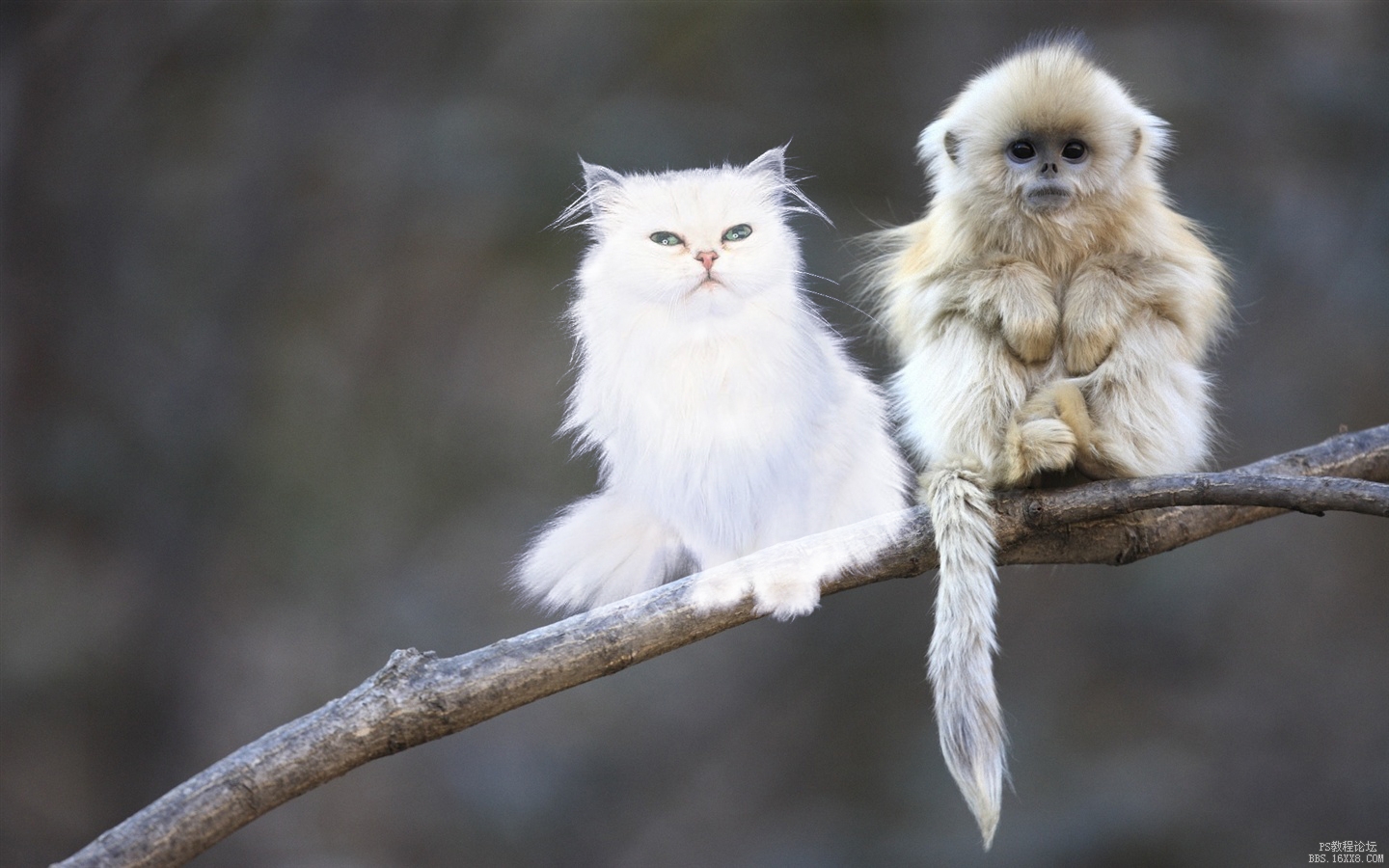 Cute-shaggy-macaque_1440x900 .jpg