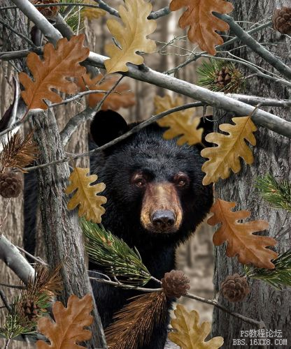 Camouflage Camo Bear.jpg