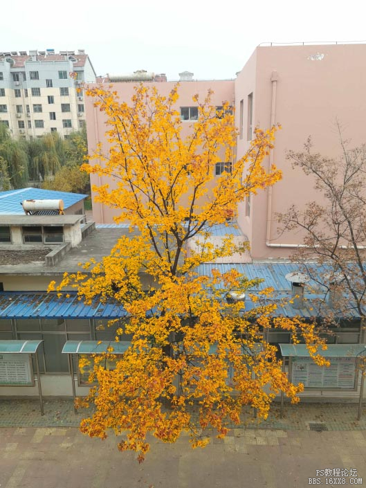 树叶黄.jpg
